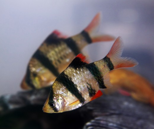 Pair of Tiger Barbs