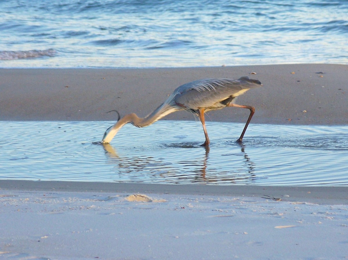 Great Blue Heron catching a fish.