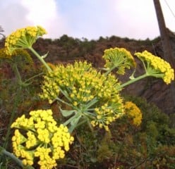 Tenerife herbs: Canary Island Giant Fennel looks like Fennel but is much bigger