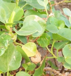 Canary Islands herbs: Canary Island Sorrel or Vinagrera