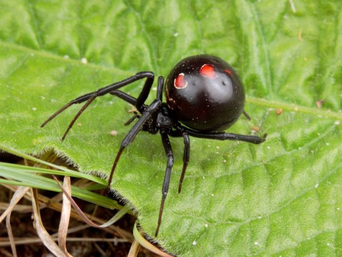 What animals eat black widow spiders?