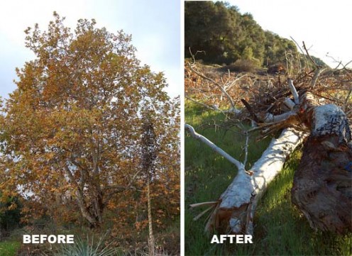 Wanton destruction of acres of native California oaks for "flood control."