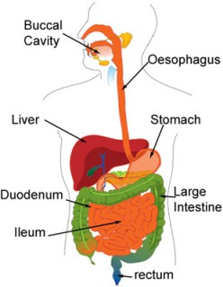 Gastric Ulcer or Peptic Ulcer