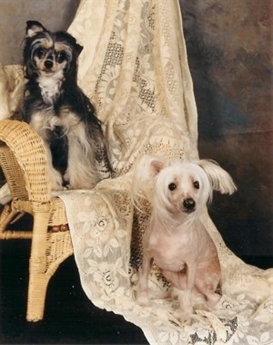 Powderpuff and Hairless Versions of the Chinese Crested