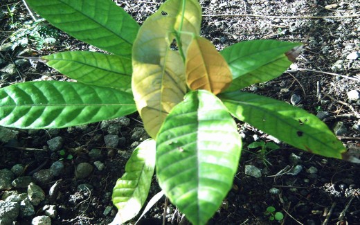 Young cacao plant (Photo by Travel Man)