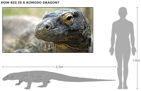 How big is komodo dragon?
