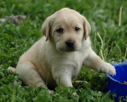 Golden Labrador  Puppy