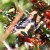 A crested barbet shows how effective his camouflage is A crested barbet shows how effective his camouflage is