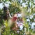 Red-faced mousebirds Red-faced mousebirds