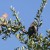 Red-faced mousebirds Red-faced mousebirds