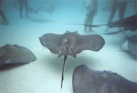 stingray
