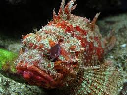 scorpion fish
