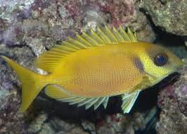 siganus fish
