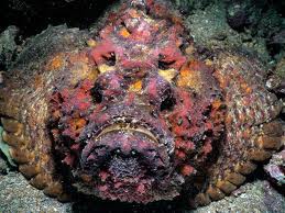 stone fish