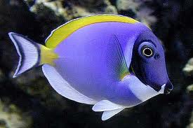 Surgeon fish is also known as "Tang fish"