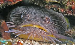 large mouth toadfish
