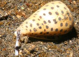 pretty but deadly cone shell