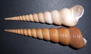 terebra shells