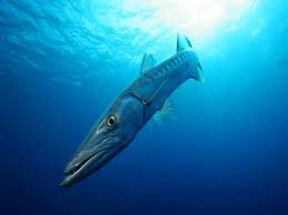 barracuda, the powerful fish