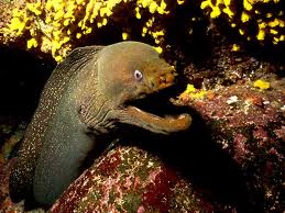 moray eel