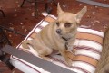Toy Dog Breed Hypoglycemia