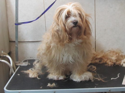 This dog gets a shave down once a year,a #1o blade under the matts