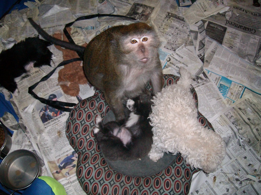So you think you want to own a Monkey? HubPages