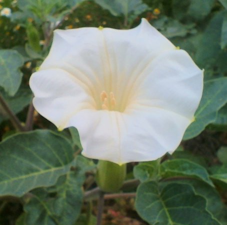 Datura Metel in flower