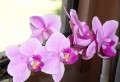 Orchid - Symbol of Love, Luxury and Beauty