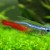 Notice the neon tetra's red stripe extends to only halfway across the body. Notice the neon tetra's red stripe extends to only halfway across the body.