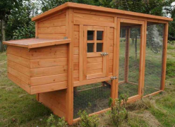 An attractive well-designed secure coop makes chicken care and egg collection easy