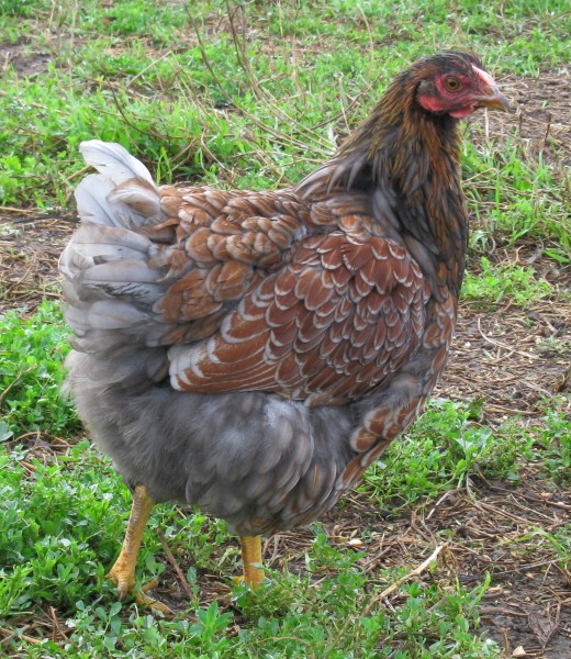 A Beautiful Dual-Purpose Blue Laced Red Wyandotte Pullet
