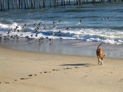 Dog Walking Relieves Boredom From Stress | Dogs Need Daily Exercise