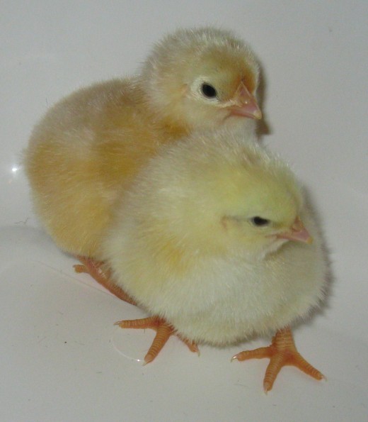 Maradunna Euskal Oiloas Chicks an Extremely Friendly & Rare Spanish Chicken