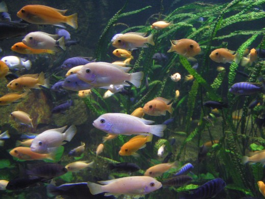 Aquarium stocked with African Cichlids