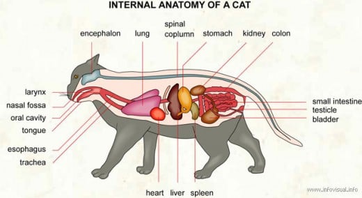 Though there are similarities of overall function, the cat has a much shorter gut than the human being.