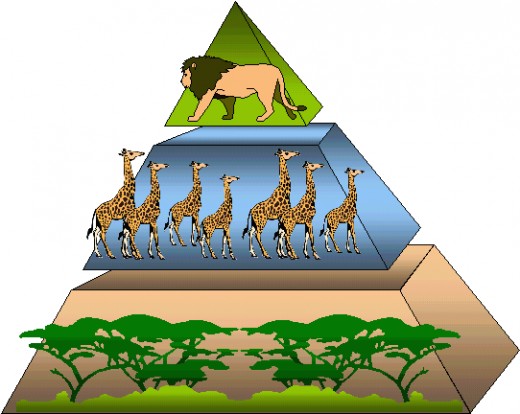 Vegetation forms the bulk of life forms and food sources, followed by herbivores and finally by a few carnivores at the peak.