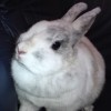 bunnybunny profile image