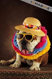 NO KIDS?  NO PROBLEM!  FIDO CAN PUT ON A SHOW!