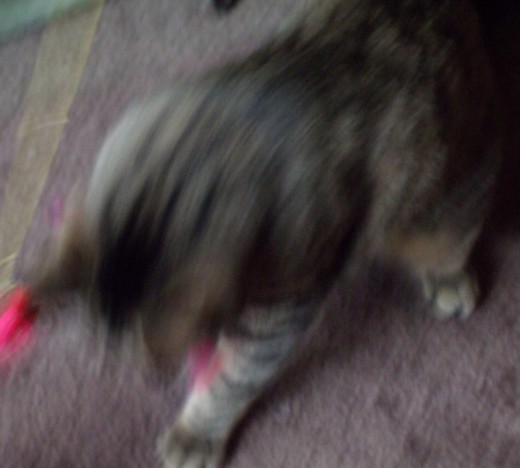 Our happy, fast moving boy cat (many photos turn out this way!)