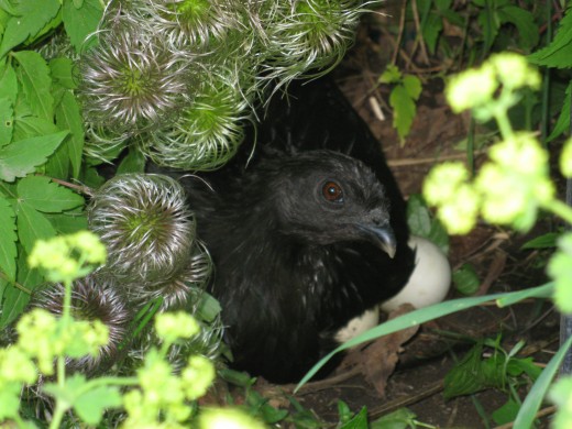 Broody Black Sumatra Hen