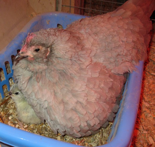 Broody Lavender D'uccle with her day old chick