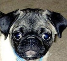 pug dog with independent eyes