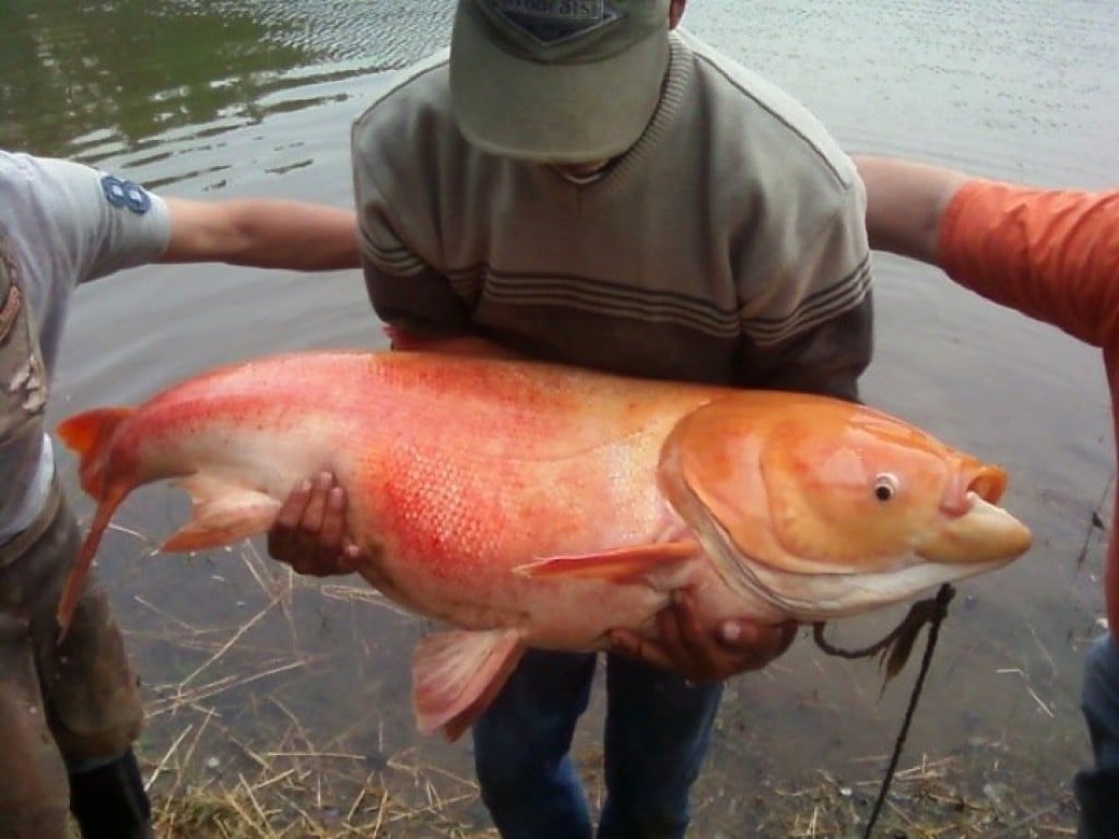 eastern-kentucky-biggest-goldfish-breaks-the-record-golfish-in-pine