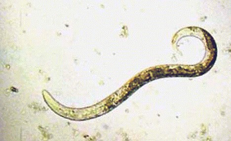 Lungworm