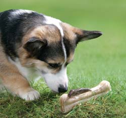 a dog with a keen interest in a slug on his bone.