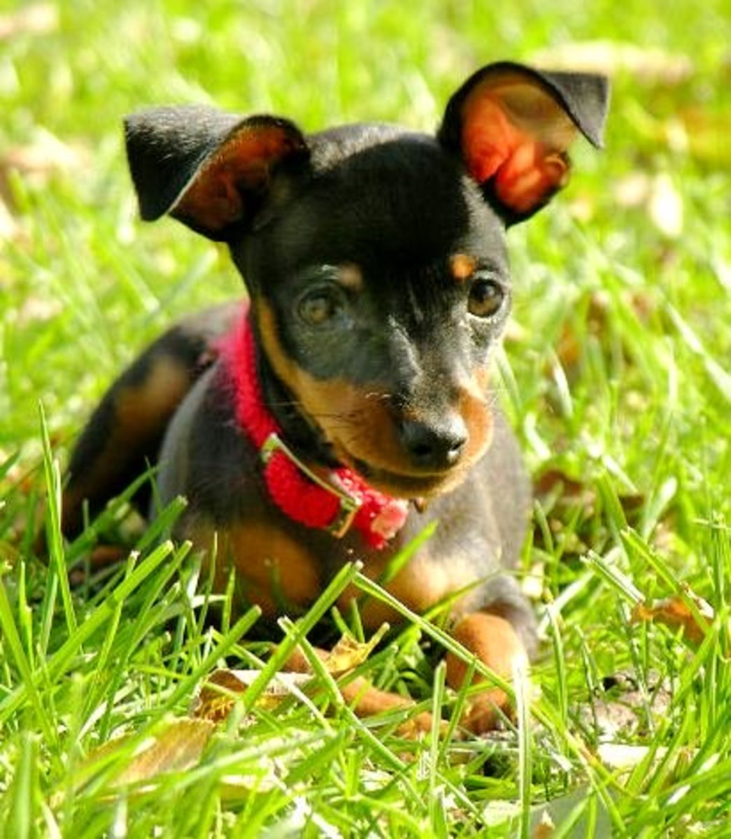 Miniature Pinscher - Dog Breed history and some 