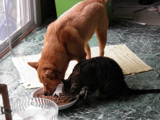 Bruno and Peanut having lunch together