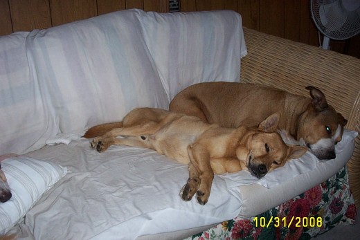 Bruno and Brandy taking a nap together