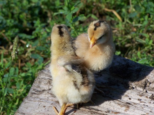 Two cute Partridge Penedesnca chicks destined to lay dark brown eggs